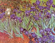 Vincent Van Gogh Irises Norge oil painting reproduction